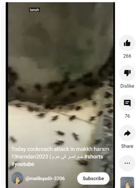 cockroach in mecca 2023|PRNigeria Fact.